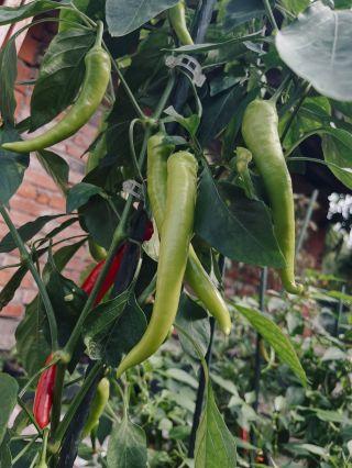 Zelené plameny, které pomalu zrají do červené… 🌶️ Cayenne papričky v plné kráse – trochu pálivé, ale hlavně plné energie...